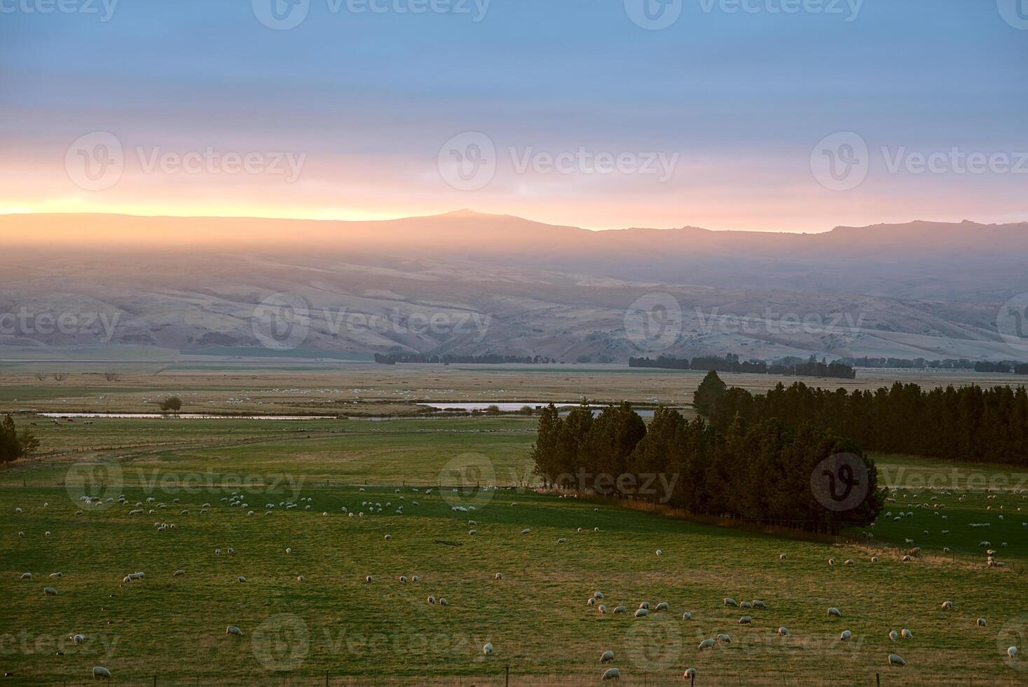 A large field with a few sheep grazing in it photo