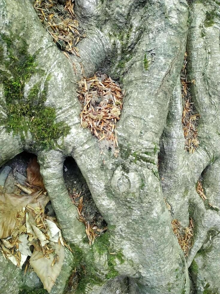 Intricate roots of an ancient tree showcasing nature's artistry in a serene forest setting during the early morning light photo