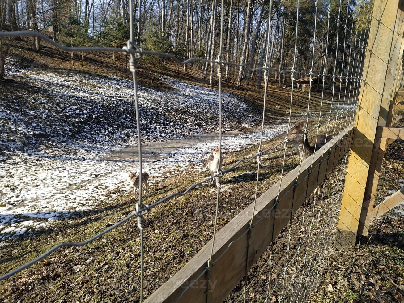 Snowy landscape with birds perched along a wire fence in a tranquil woodland setting during winter's gentle embrace photo