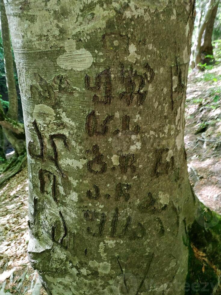 Ancient inscriptions carved into a weathered tree trunk in the heart of the forest, revealing secrets from a bygone era photo