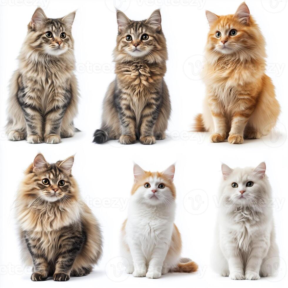 Collection of adorable fluffy cats of various colors sitting in a studio setting, showcasing their charming and calm expressions photo