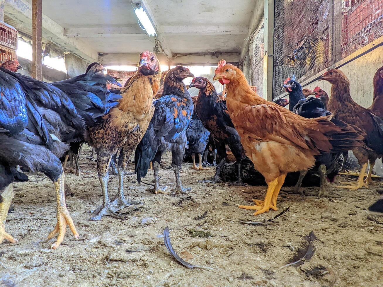 Live Broiler Chickens Ready for Slaughter in a Coop photo