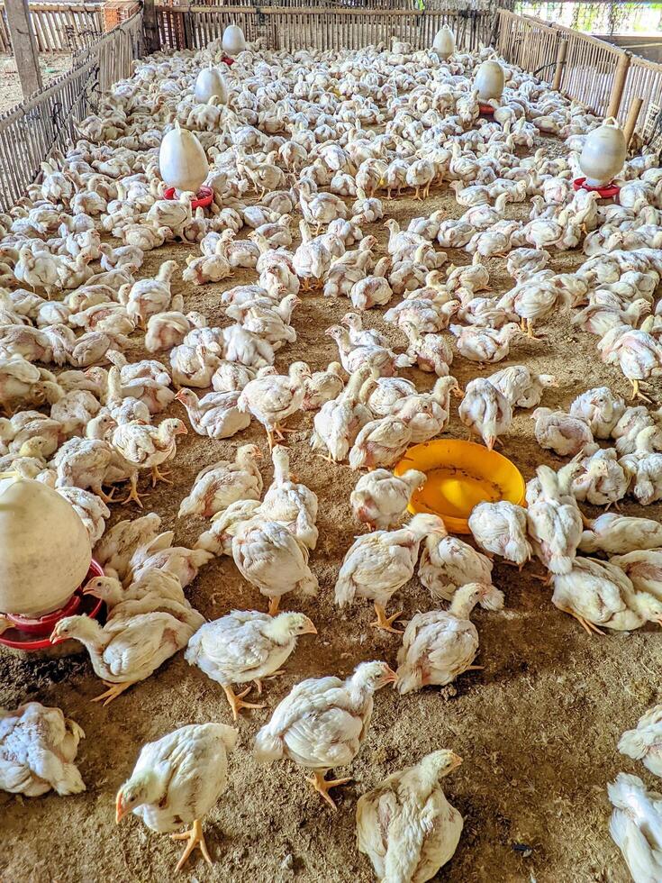 Live Broiler Chickens Ready for Slaughter in a Coop photo
