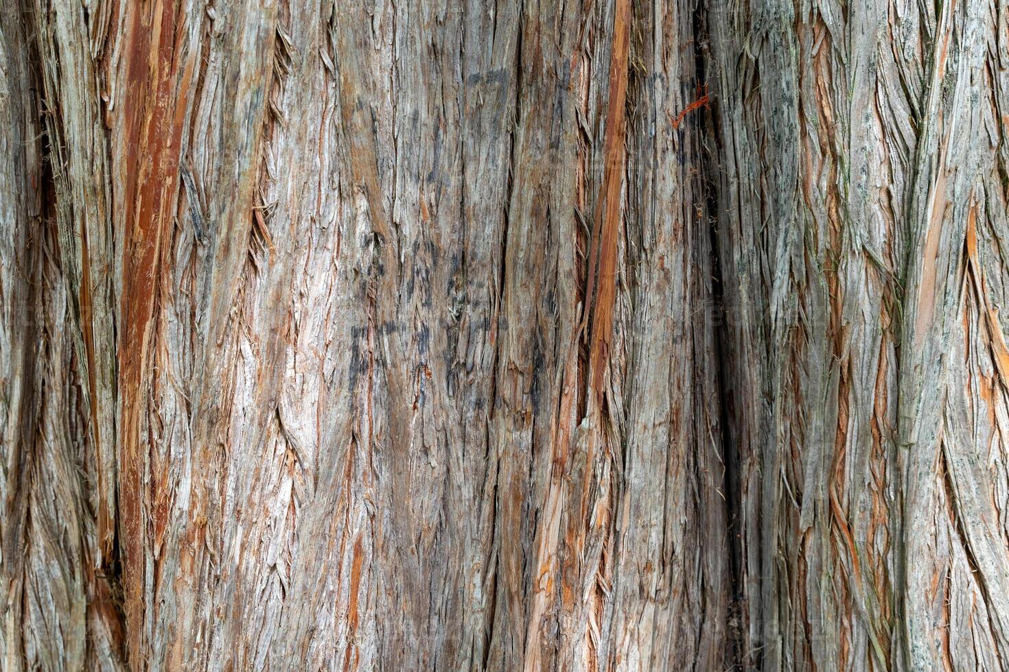 Close up of a bald cypress tree bark with deep cracks photo