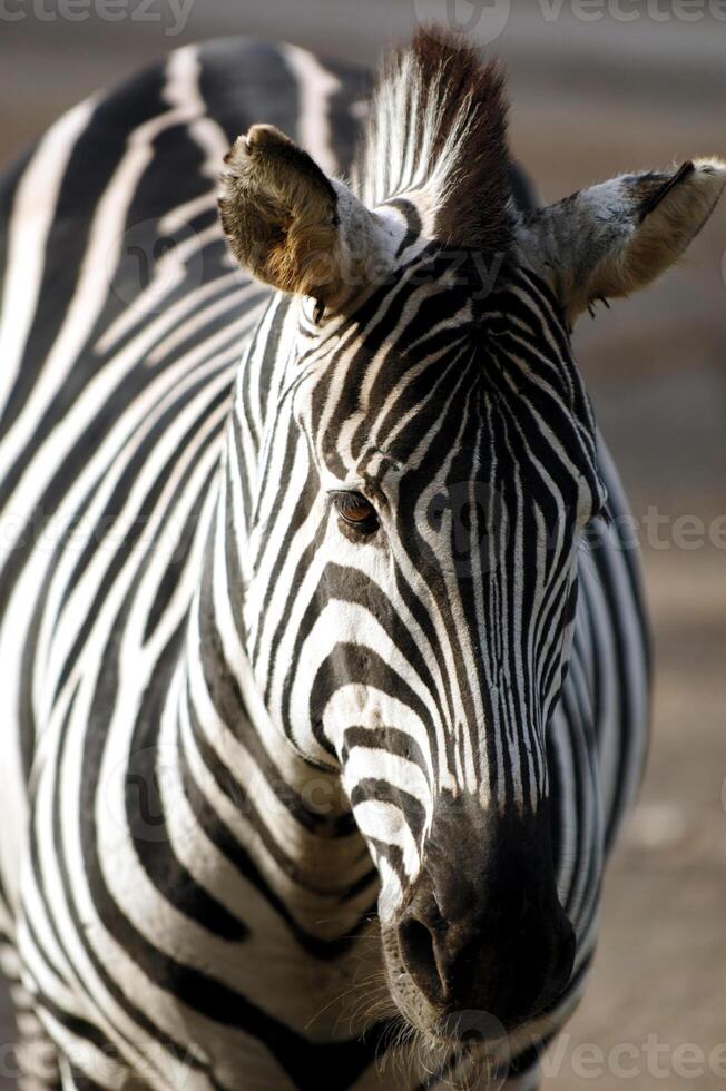Sad sweet zebra photo