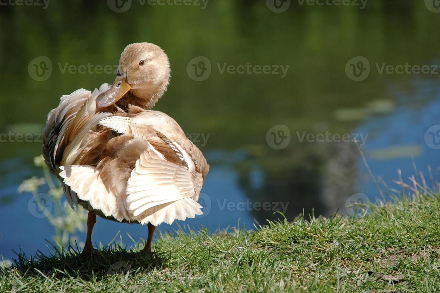 Duck by the lake photo