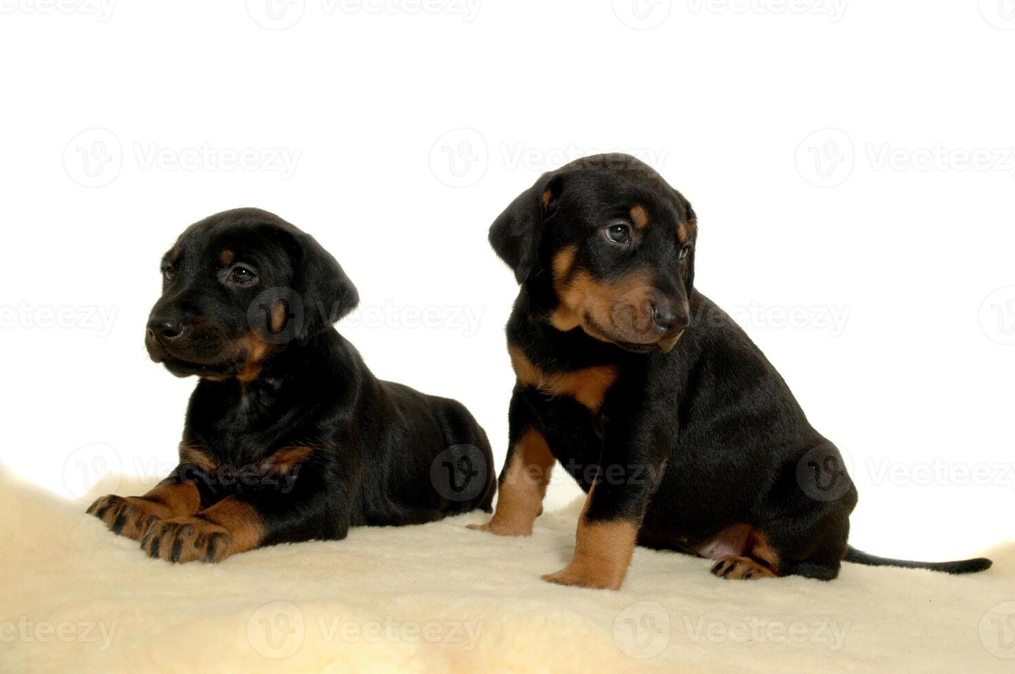 Two sweet puppies photo