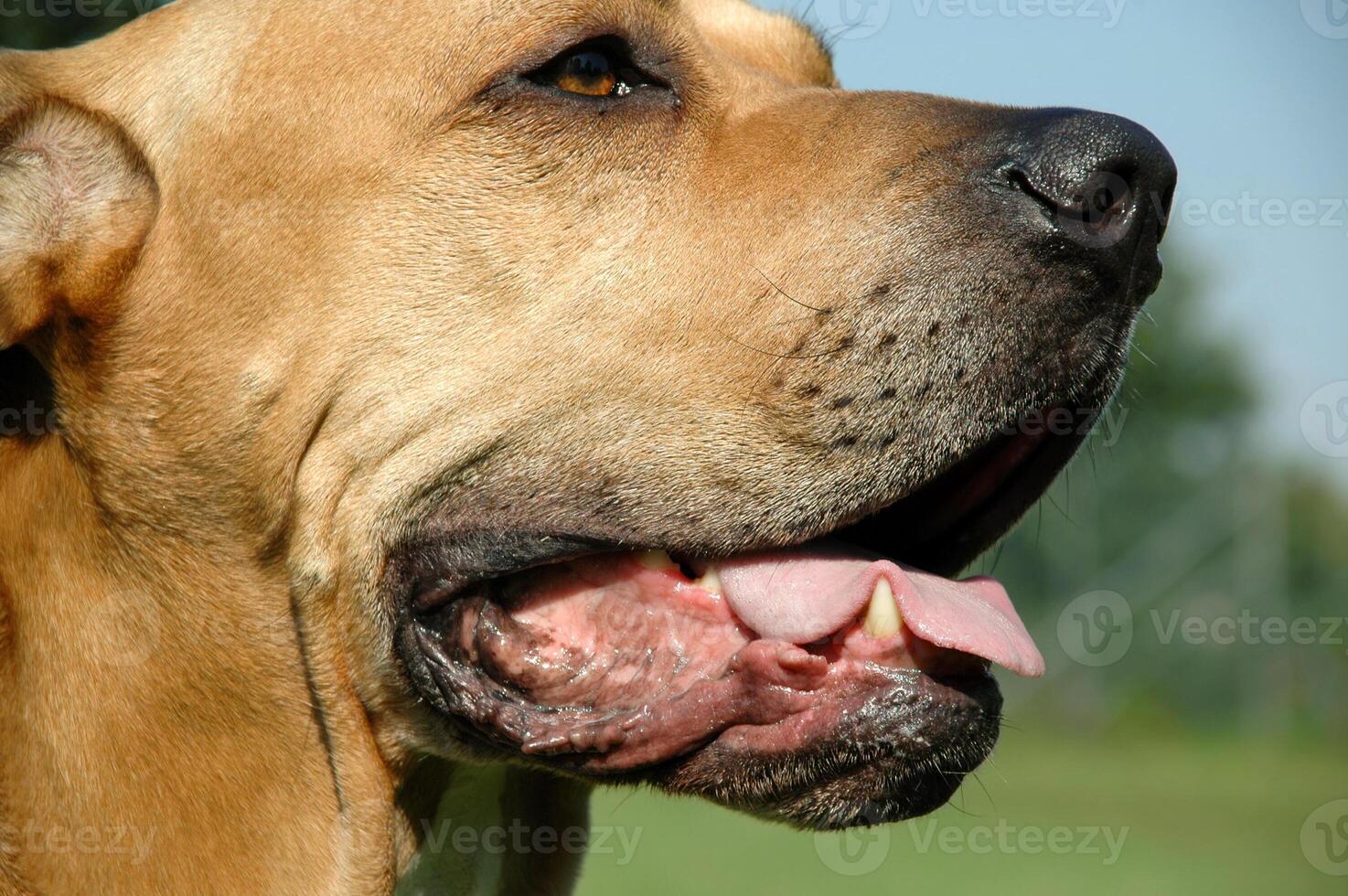Dog in profile. photo