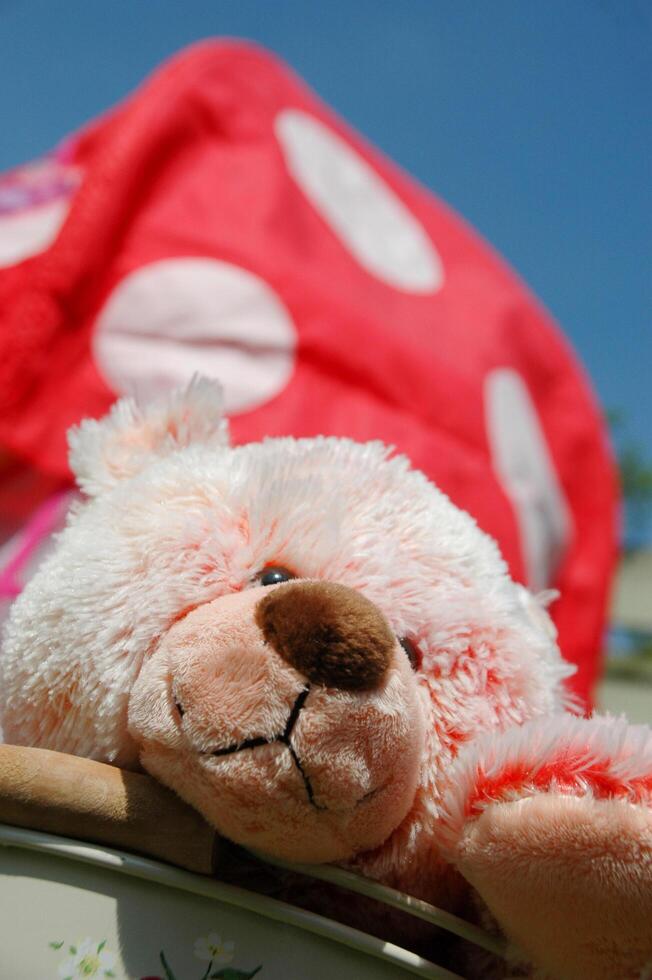 Sweet Teddy bear photo