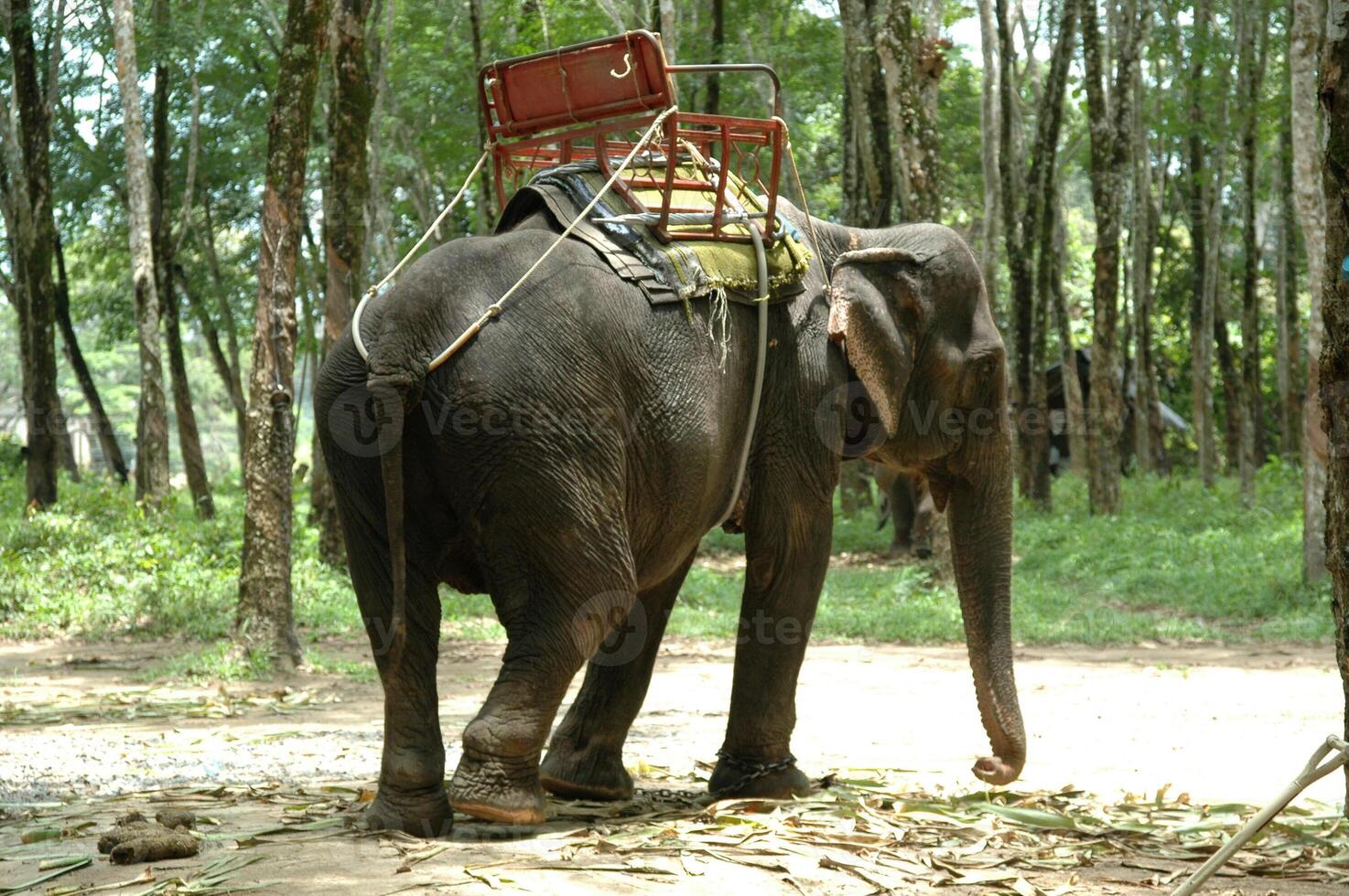 Elephant in Thailand photo