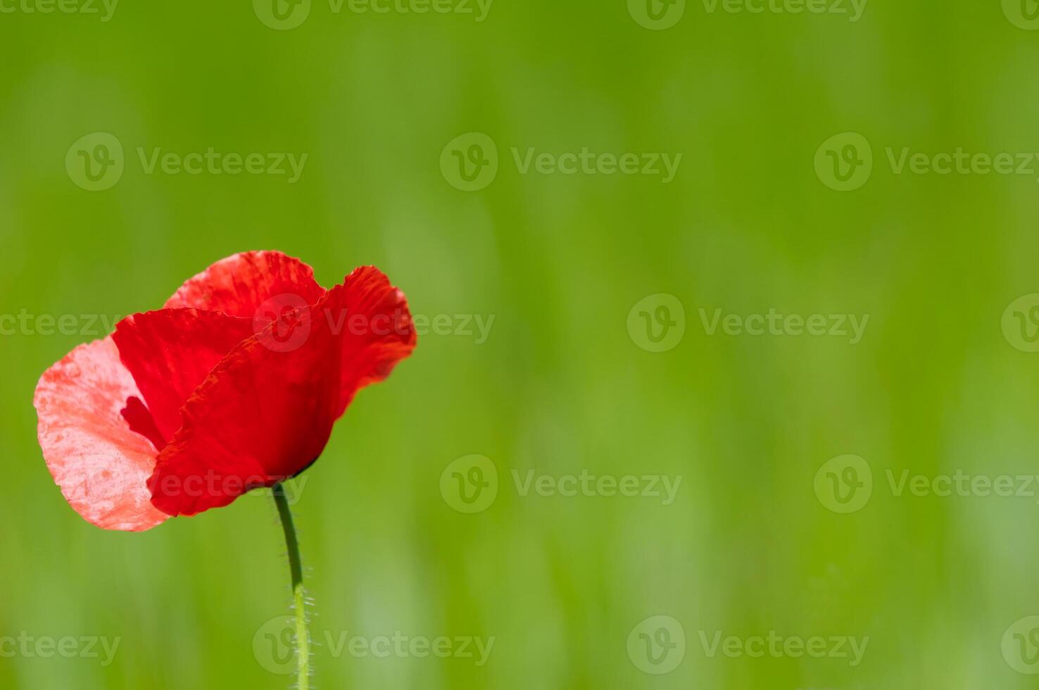 Red poppy in the field photo