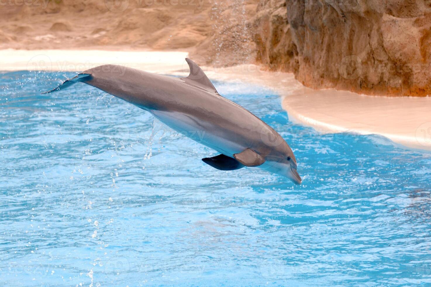 a Flying dolphin photo