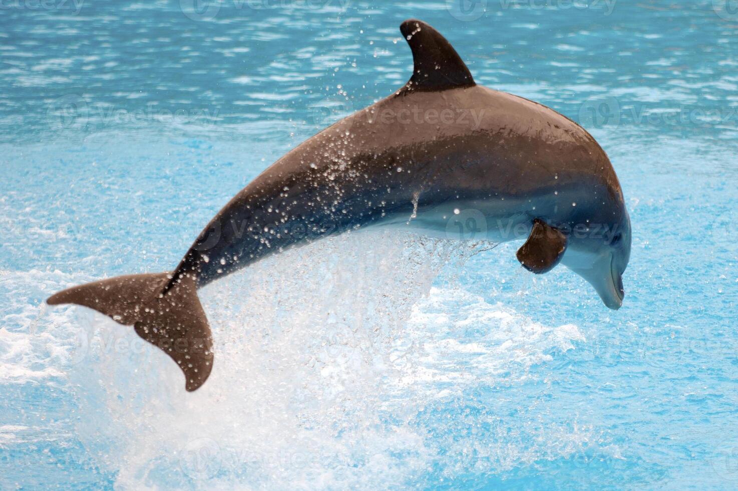 happy Jumping dolphin photo