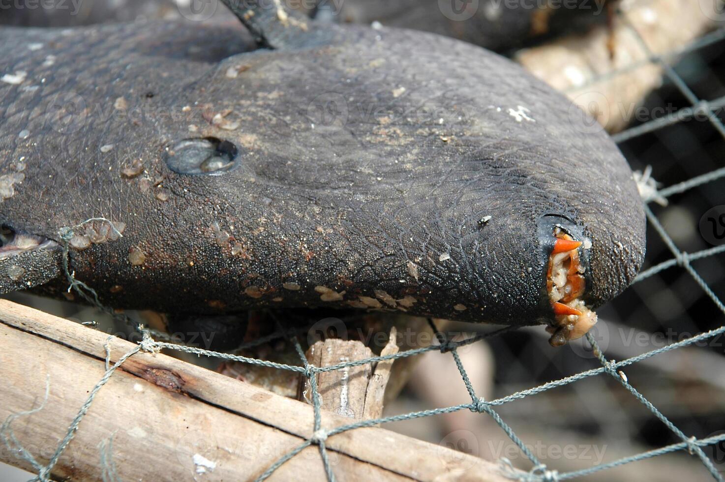 Dead rotten fish photo