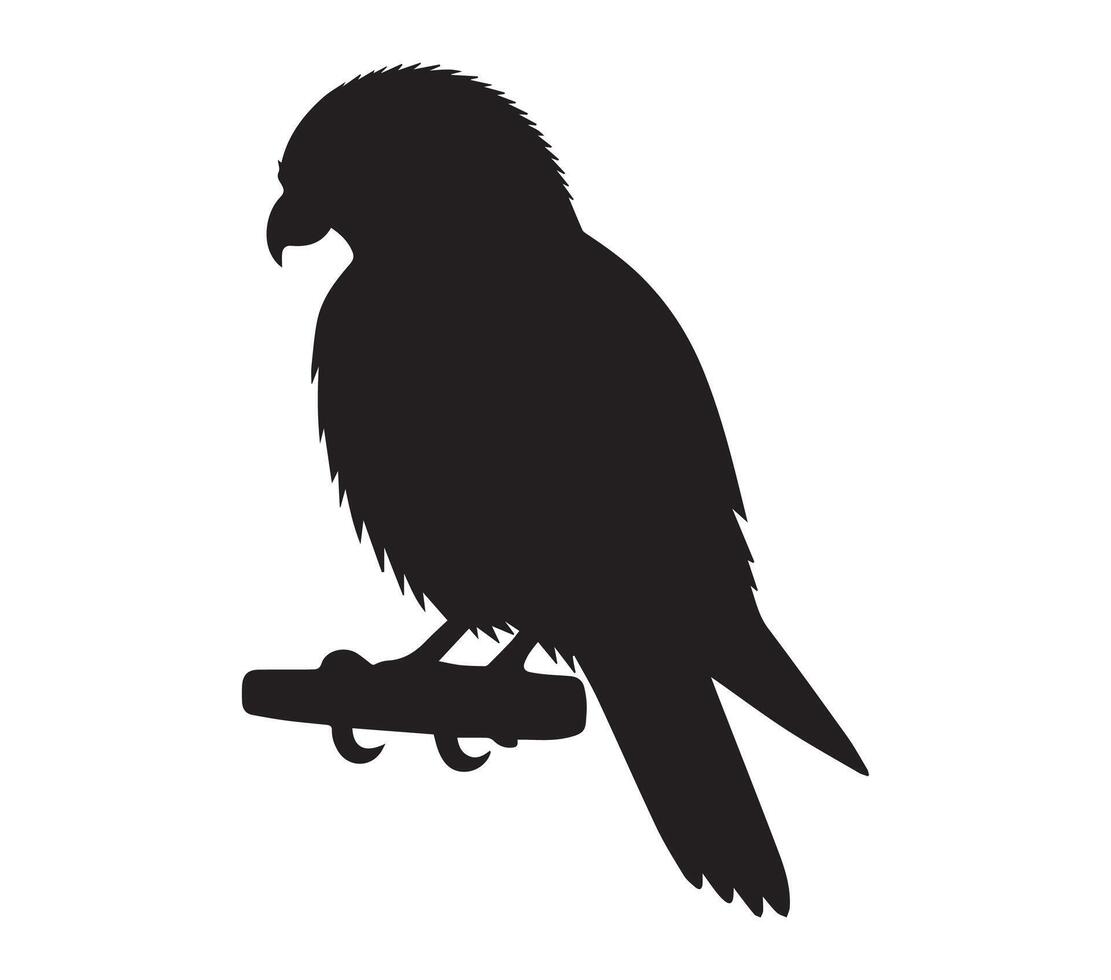African Pygmy Falcon silhouette on white background vector
