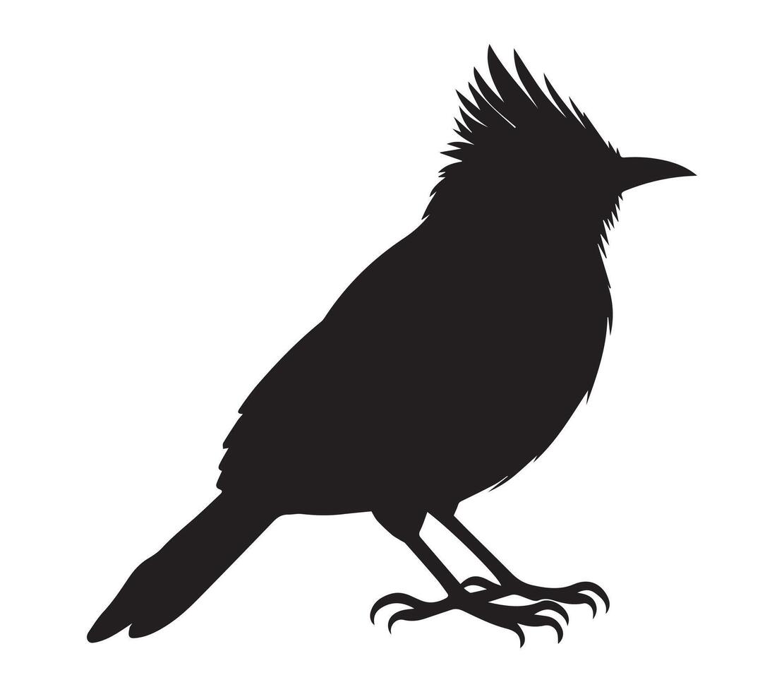 African Red-eyed Bulbul silhouette on white background vector