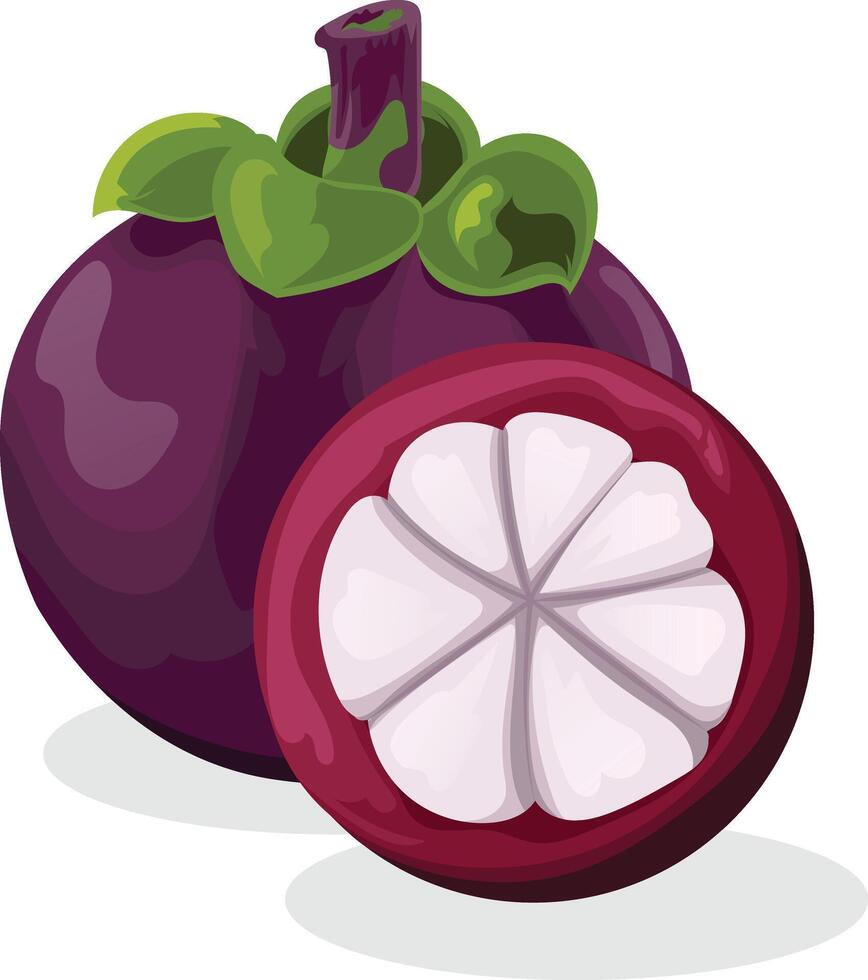 Mangosteen realistic fruit vector