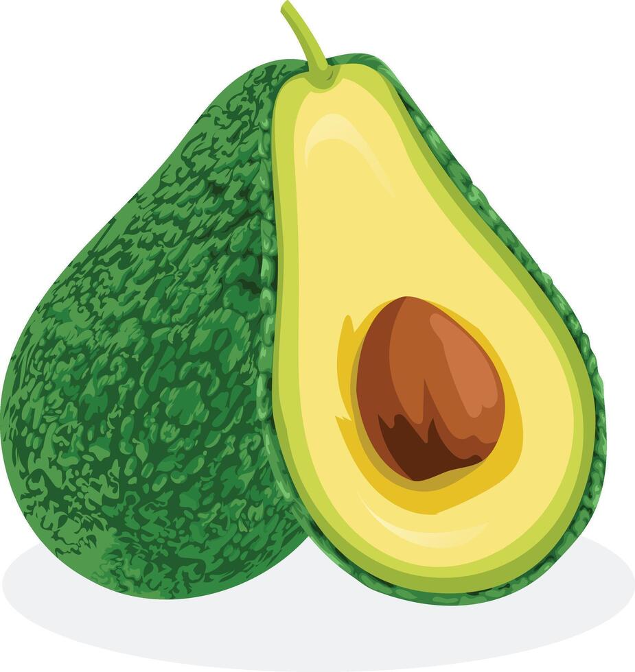 realistic Avocado illustration vector