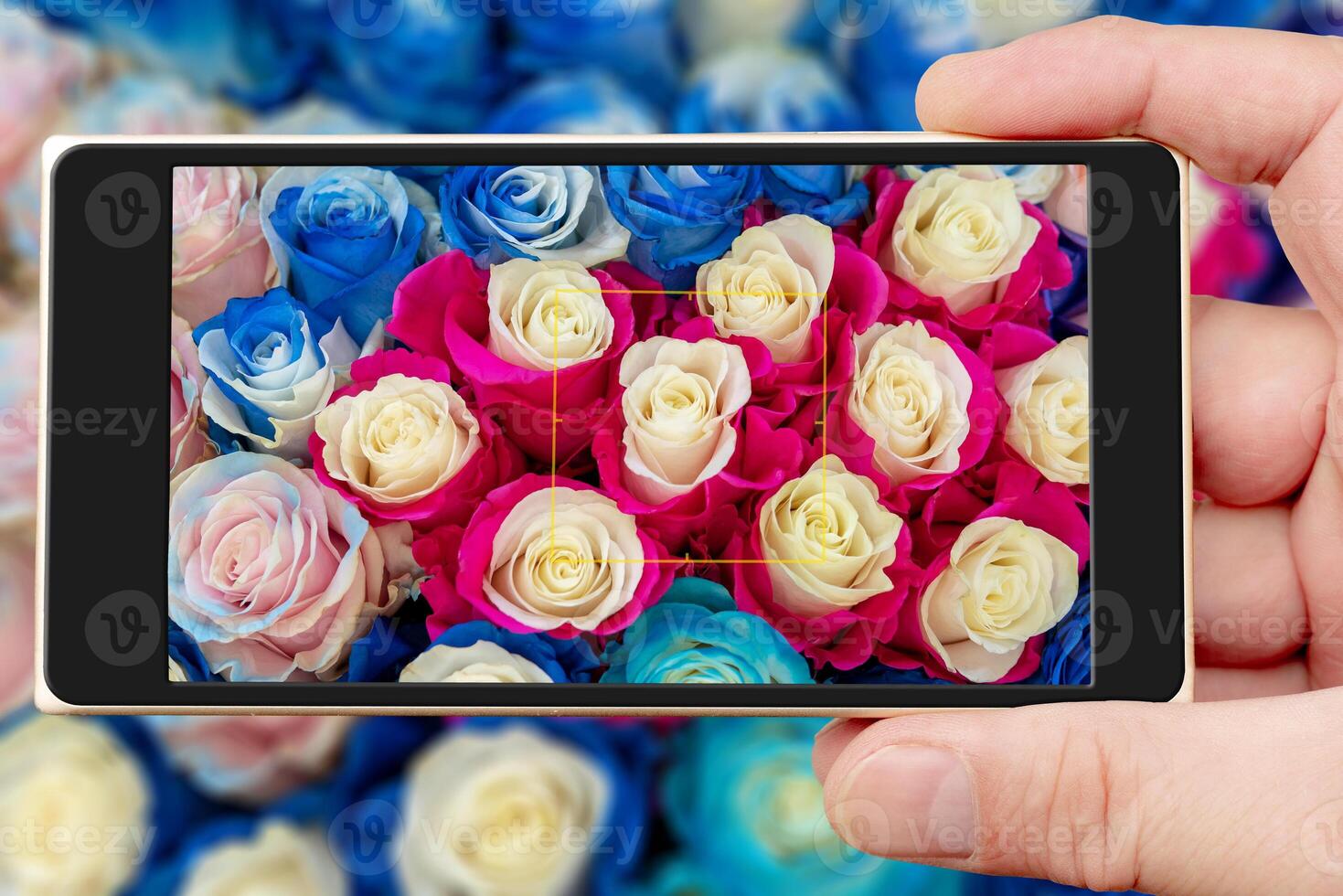 Roses on smartphone screen. Beautiful pink flowers. Spring flowering. photo