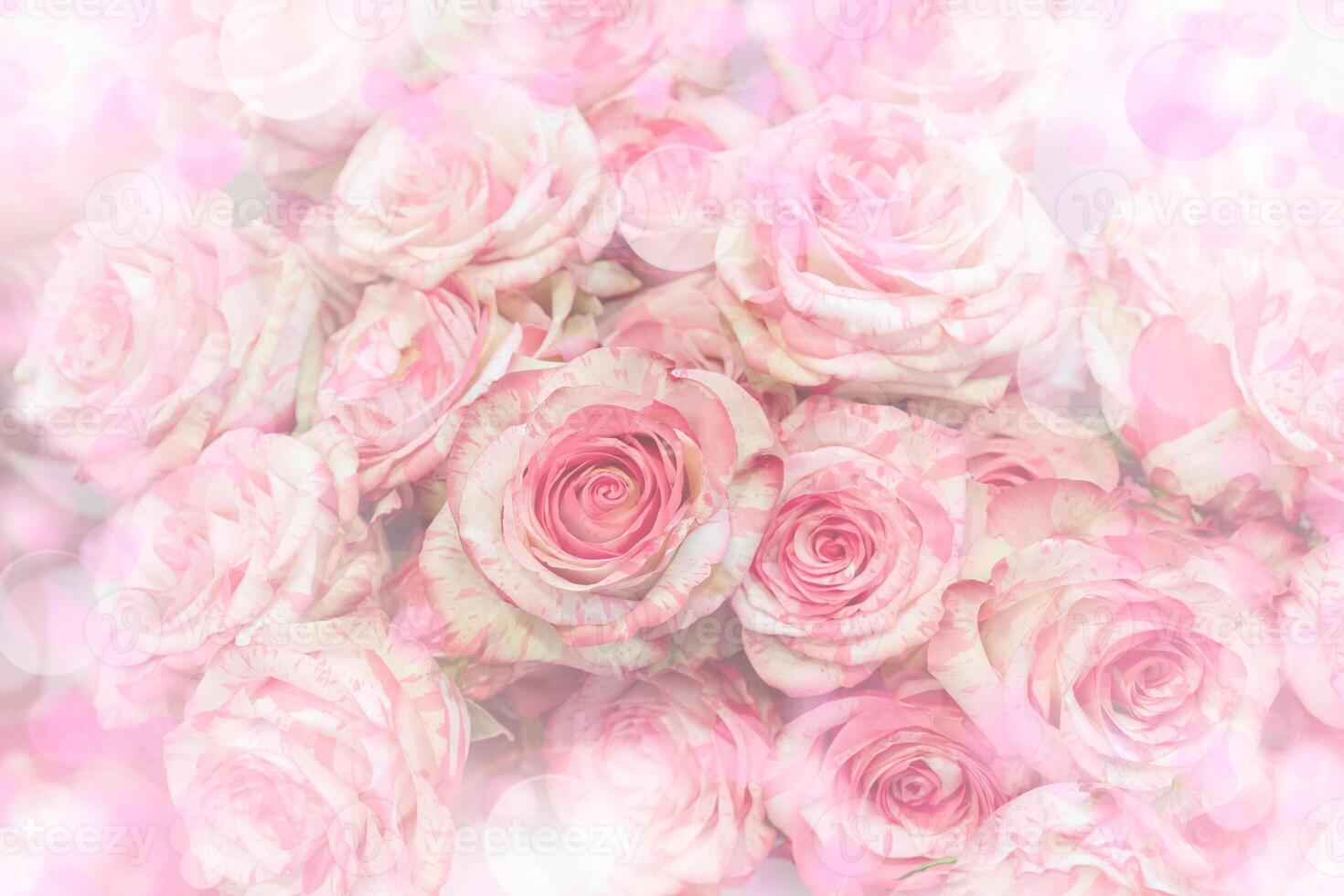 Delicate pink roses. photo