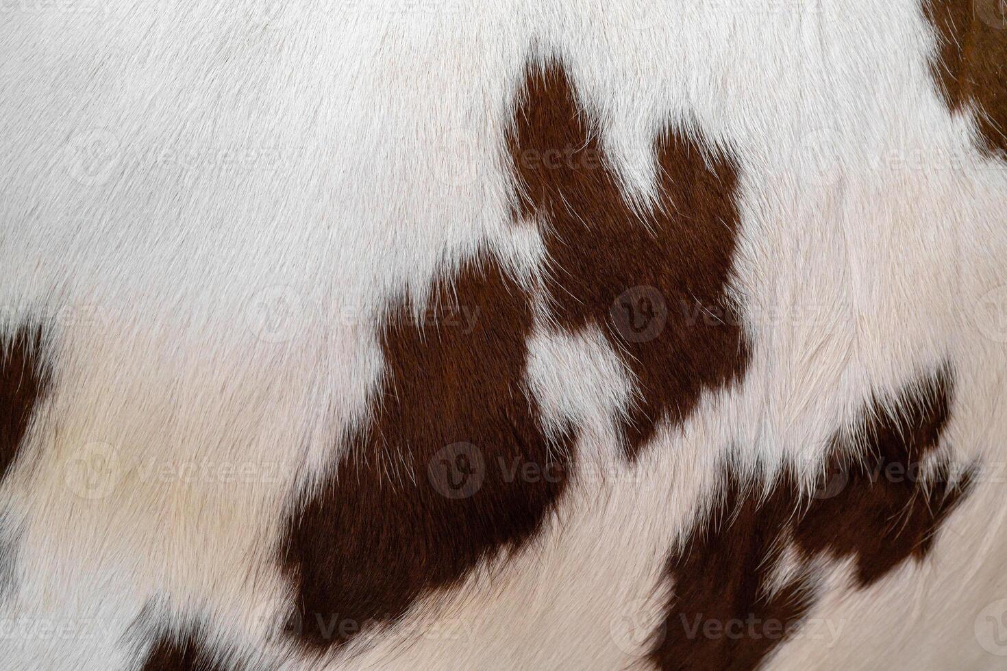 The skin of a white cow with brown spots. Animal fur. Natural background. Warm fluffy surface. photo