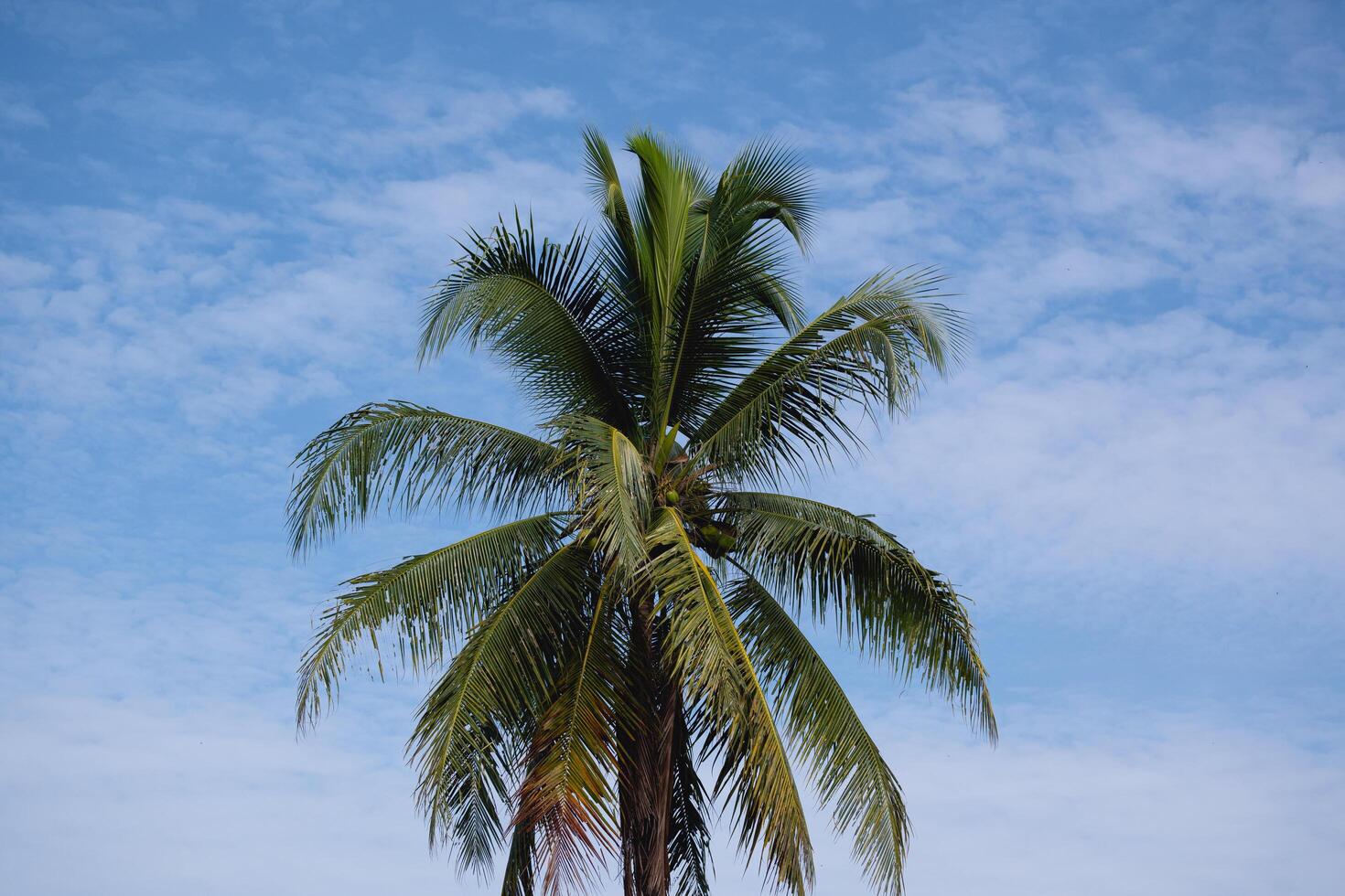 Coconut tree against a cloudy sky in the morning. photo