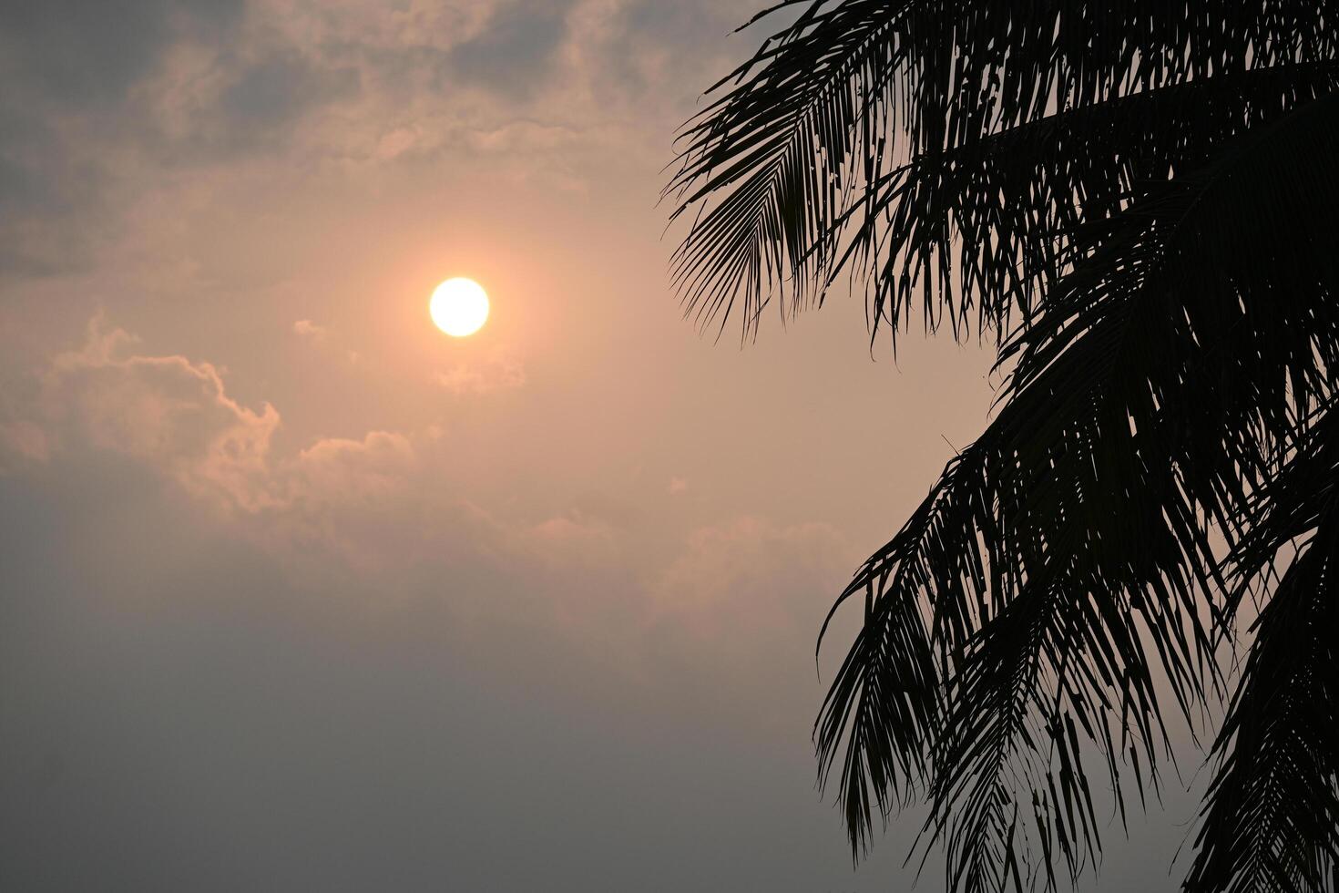 The afternoon sun surrounded by clouds, with the leaves of a coconut tree in the foreground. photo