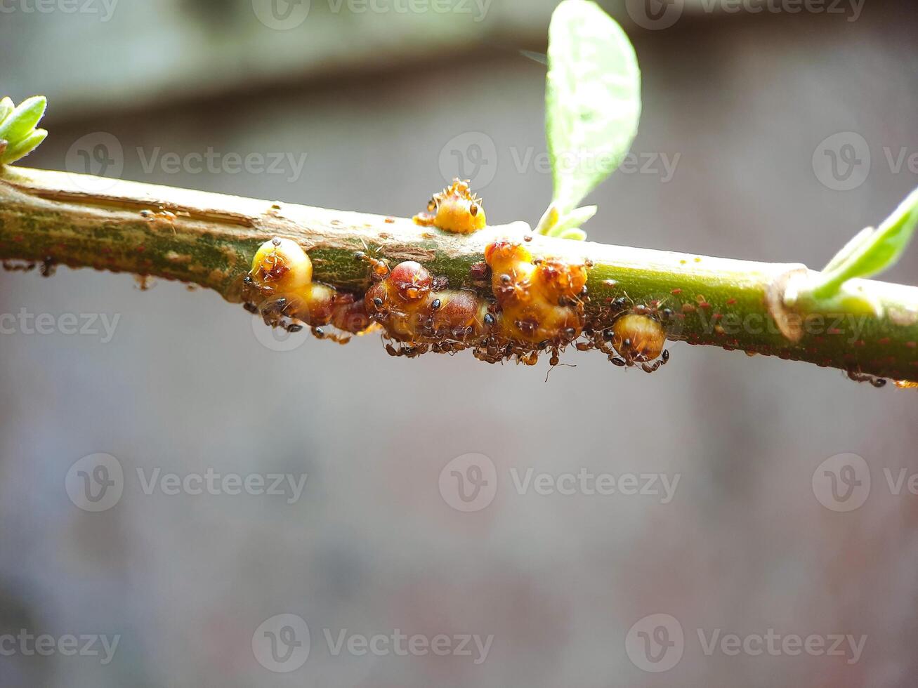 macro photo of plant pests, becoming ant food