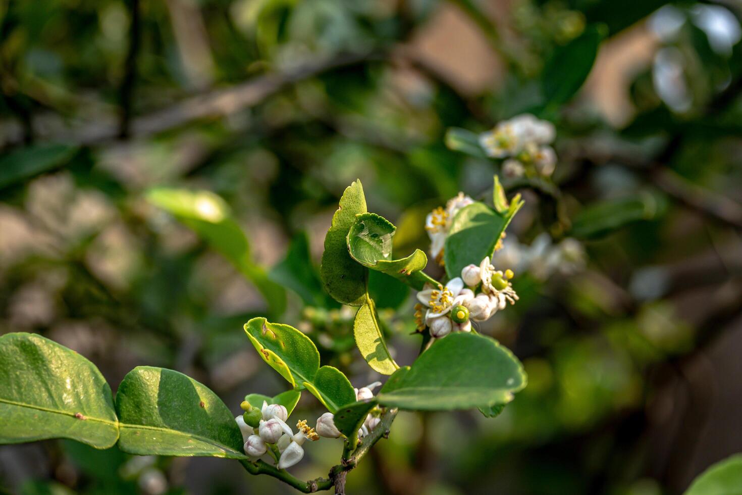 Kaffir lime plants that have flowered and will soon bear fruit photo