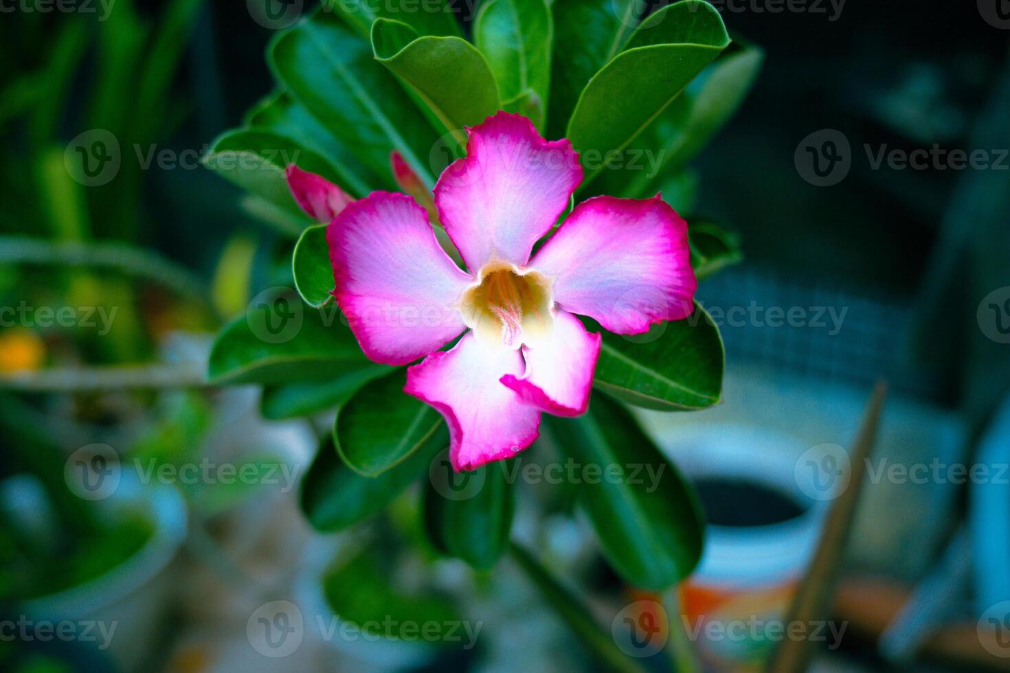 Adenium flower, scientifically known as Adenium obesum, is an ornamental plant that can grow in pots, when cared for carefully, it will produce an amazingly beautiful ornamental plant. photo