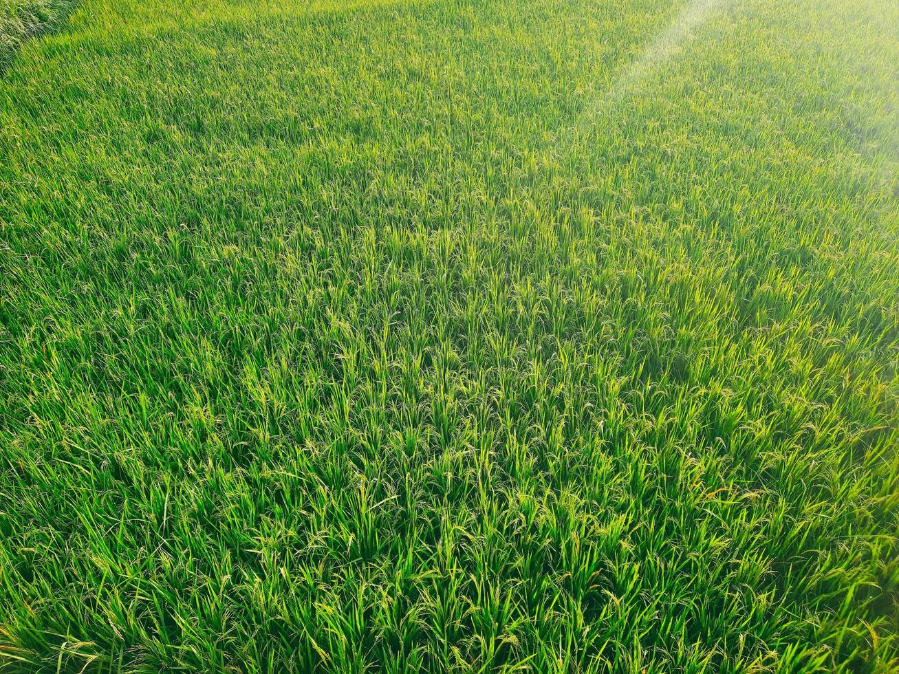 A verdant rice field, symbolizing the farmers hope for a bountiful harvest, with the afternoon sun. photo