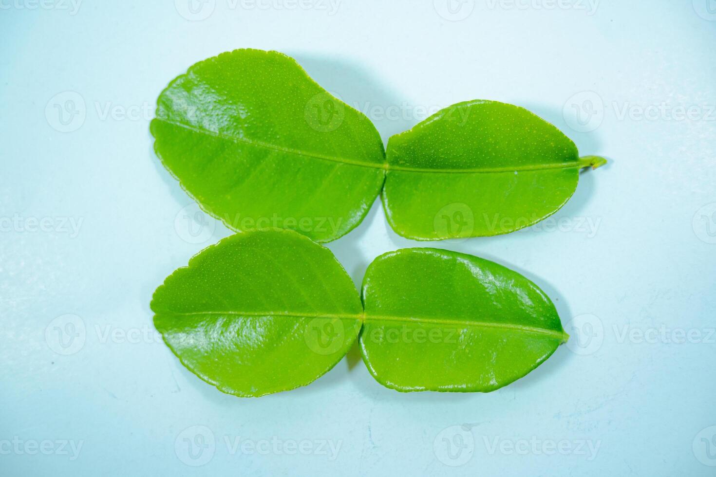 The leaves of the Kaffir lime plant are often used as a flavoring by slicing thinly or by tearing so that the essential oil comes out. photo