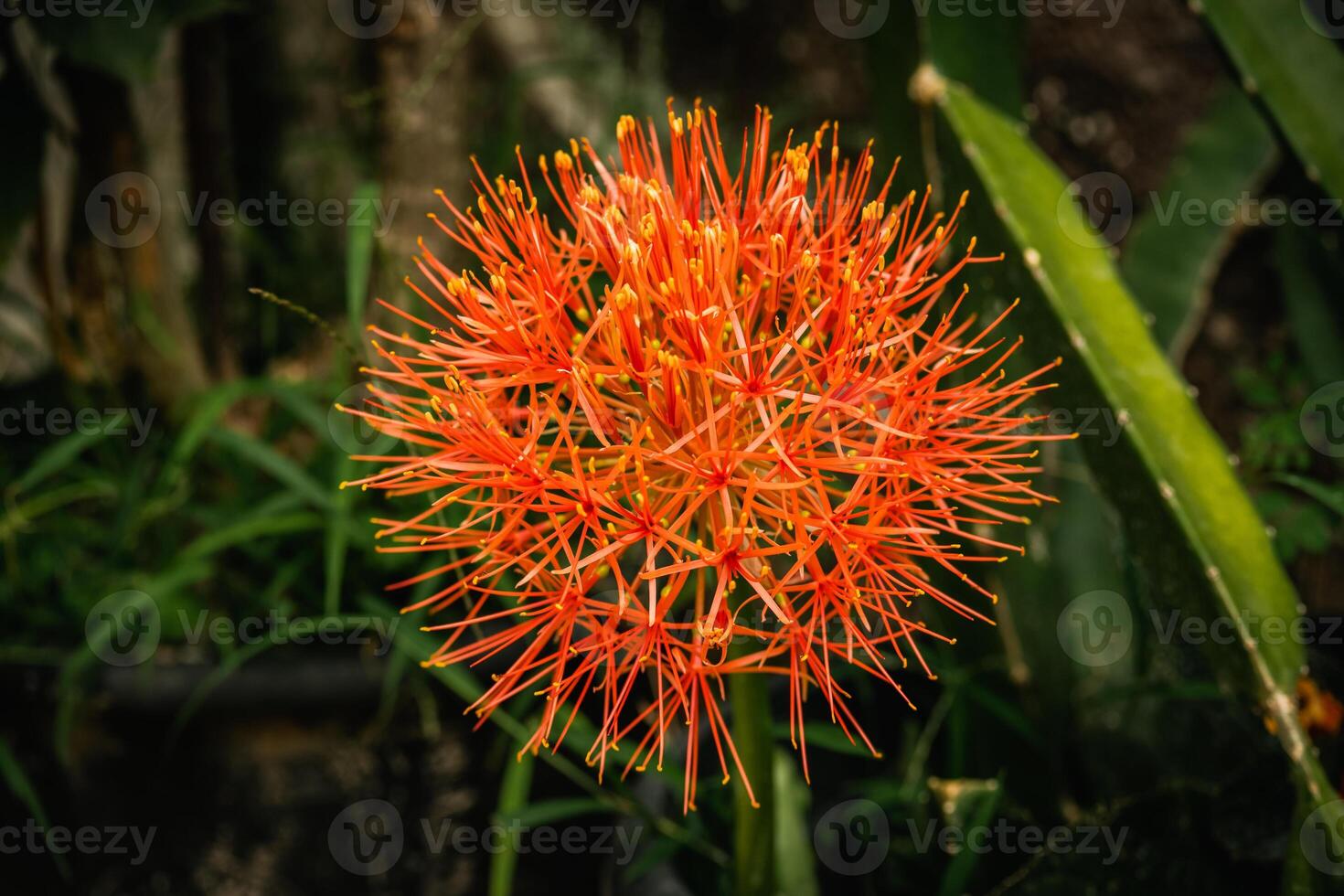 The December flower - or Scadoxus Multiflorus, has bloomed to perfection radiating a fiery red color, this flower is known to bloom in December, hence the name December flower. photo