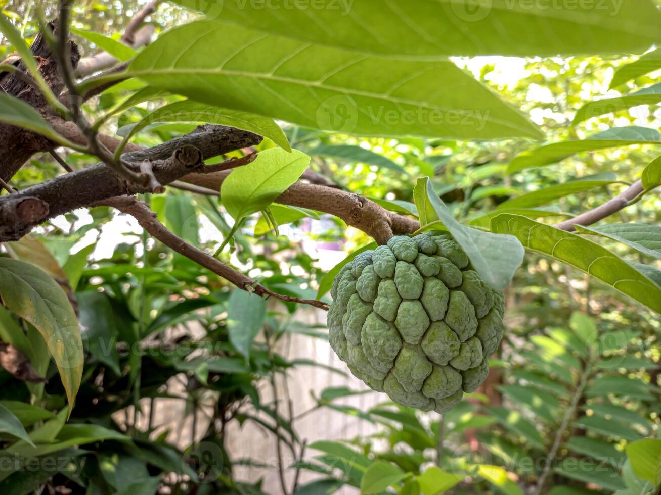 Sugar apple plant, also known as Annona squamosa, is a fruit that is rich in benefits for the body. The sweet taste of this fruit has a distinctive aroma. photo