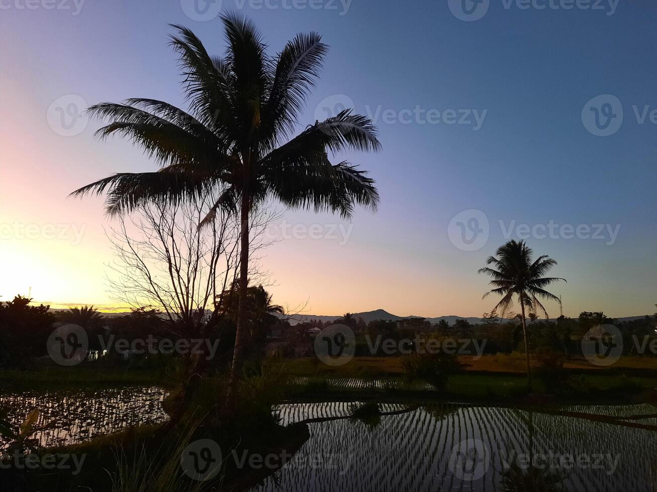 An early morning panorama of rice fields and coconut trees against the backdrop of the soon-to-be-rising sun. Shadows of coconut trees can be seen in the newly planted rice fields. photo