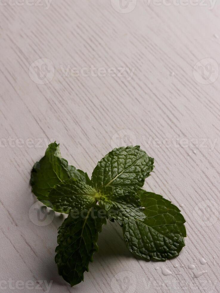 fresh mint leaves peppermint spice leaf plant antioxidant vegan business photo health herb food art