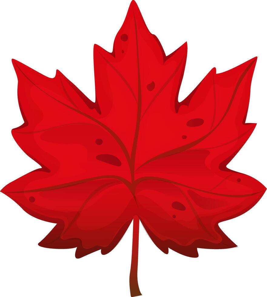 Beautiful red maple leaf. Maple leaf in cartoon style vector