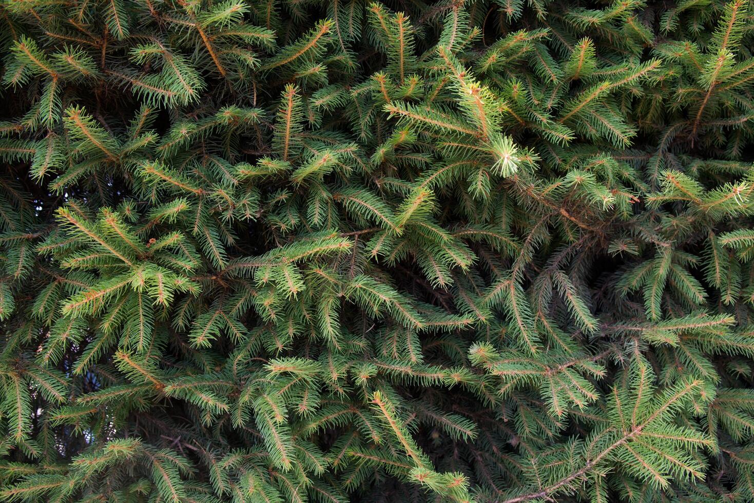 Close up of fir tree branches. Background photo