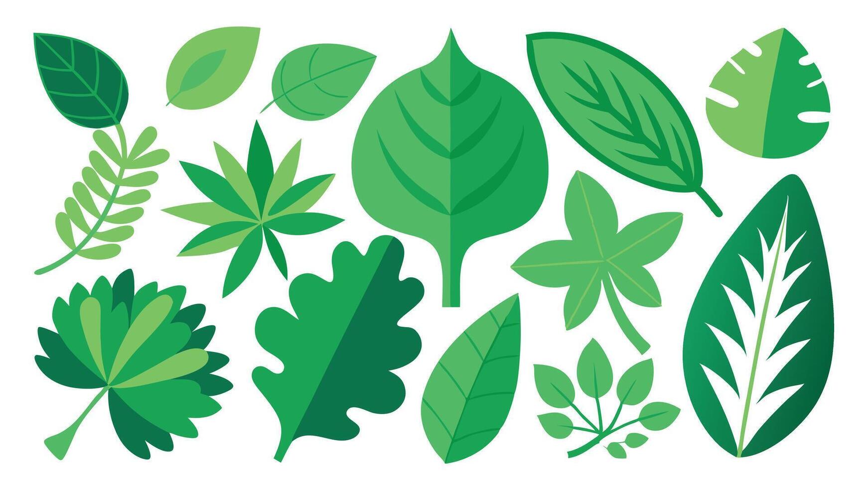 Various shapes and forms of green leaves set vector
