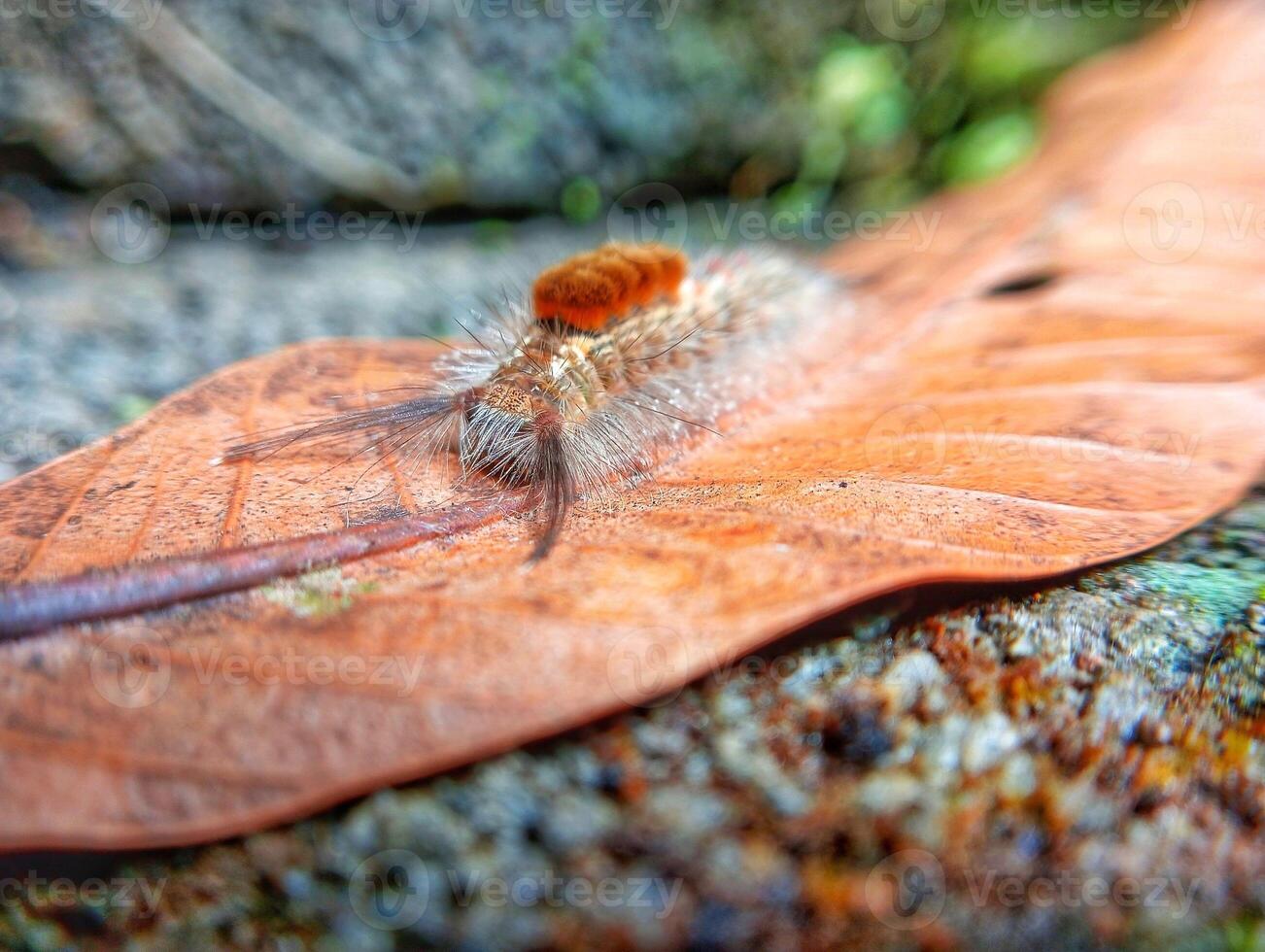 A small bug crawling on a leaf photo