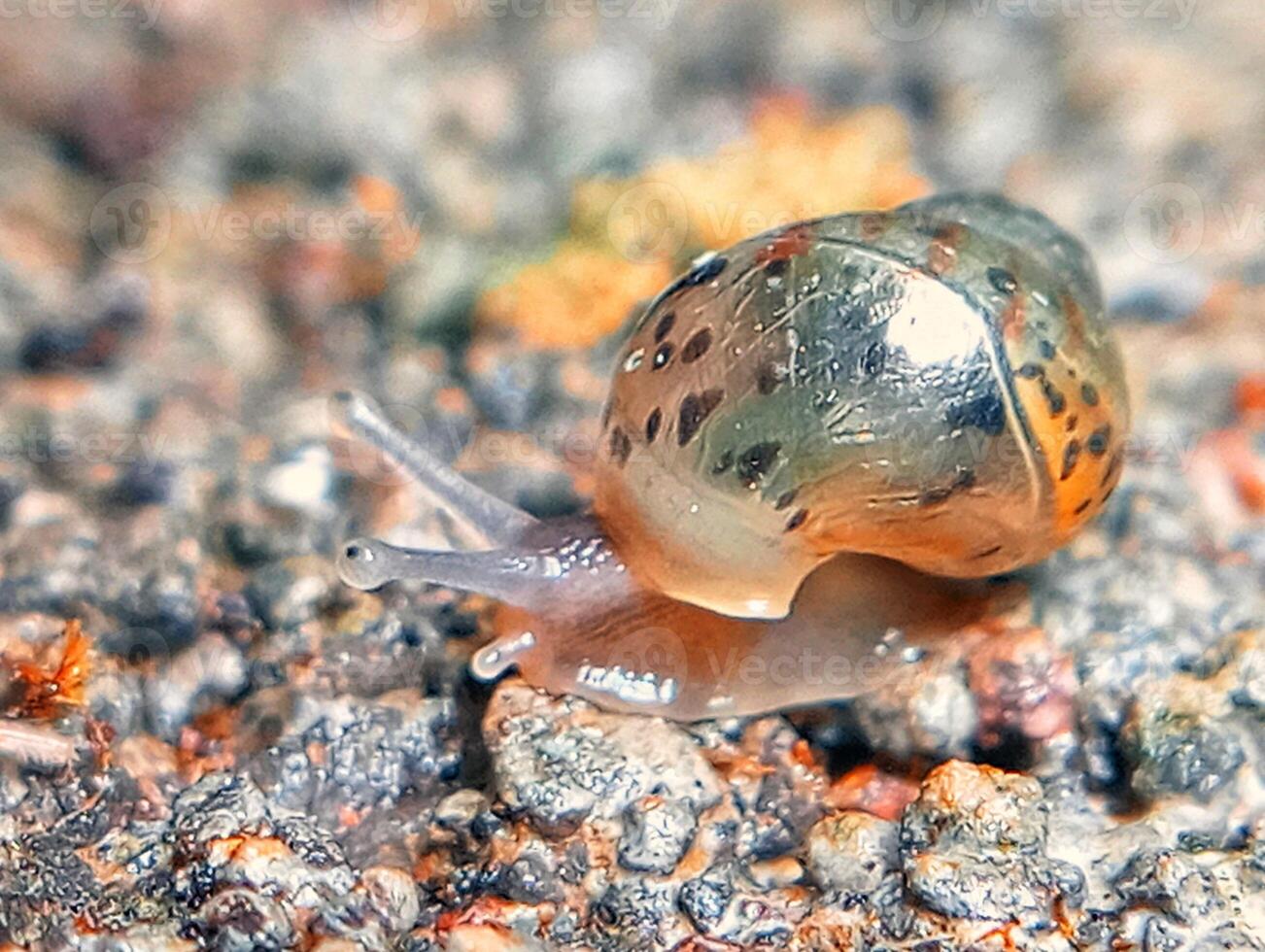 A snail crawling on the ground with some rocks photo