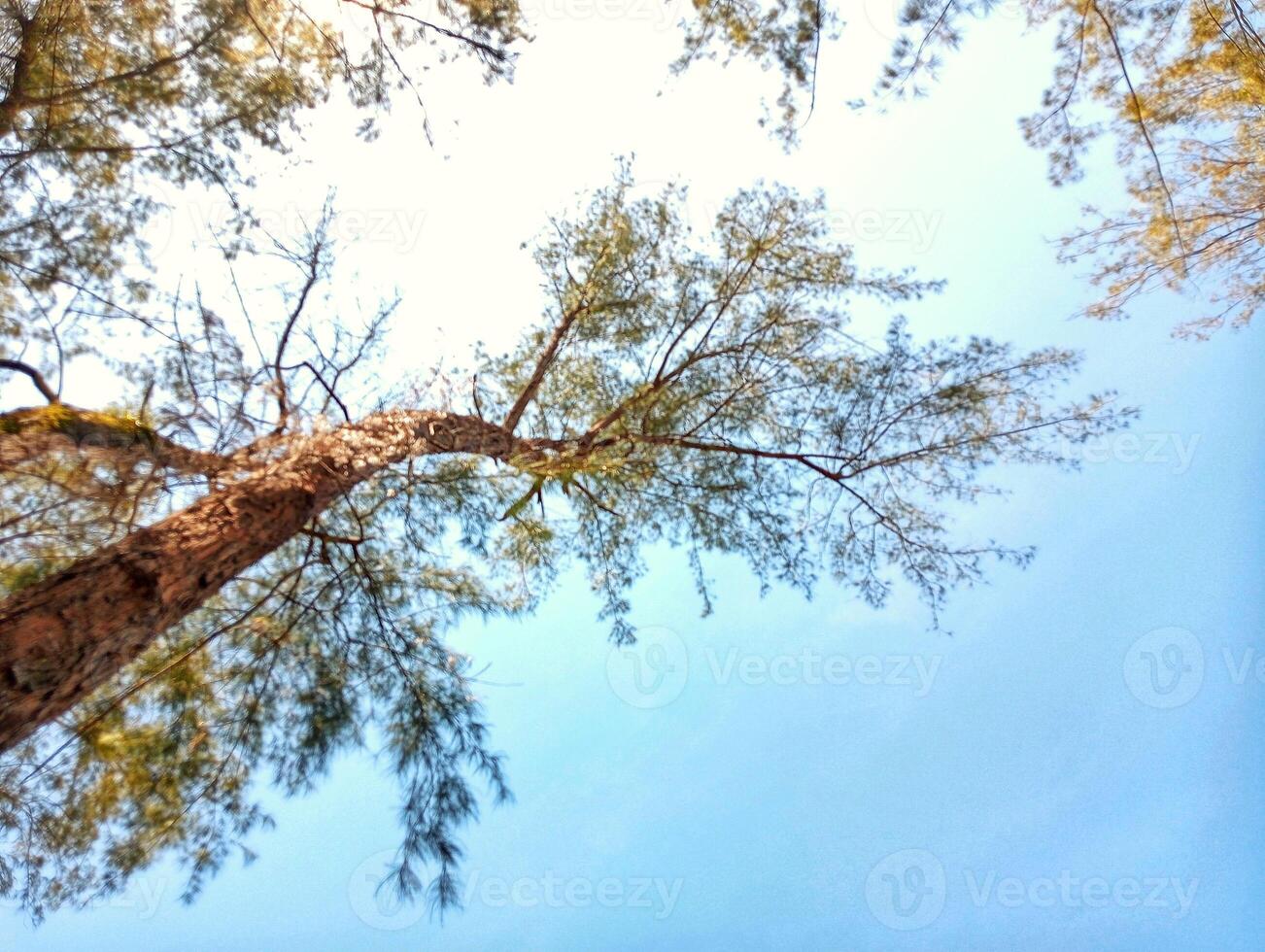 A view up at the top of a tree photo