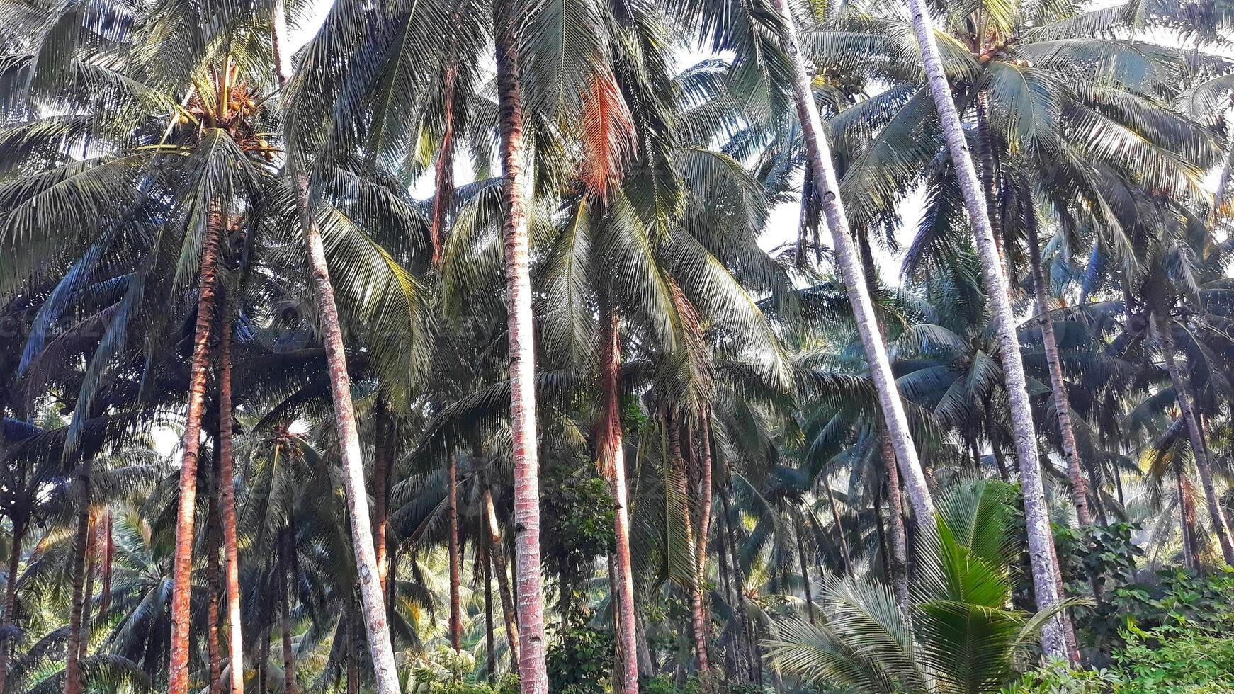 A man riding a horse through a tropical forest photo