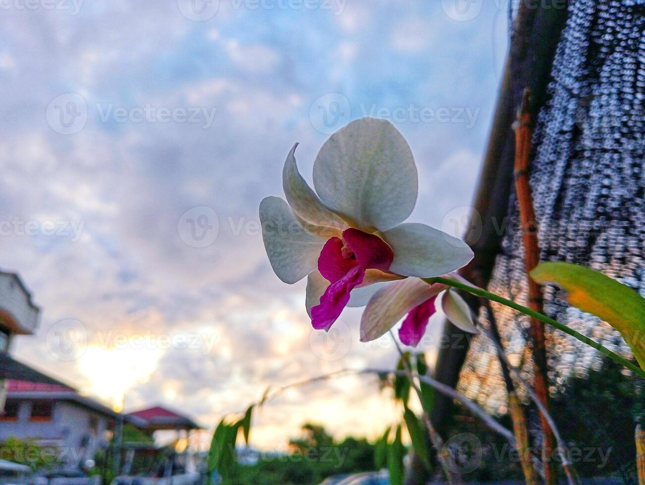 A flower is shown in front of a fence photo