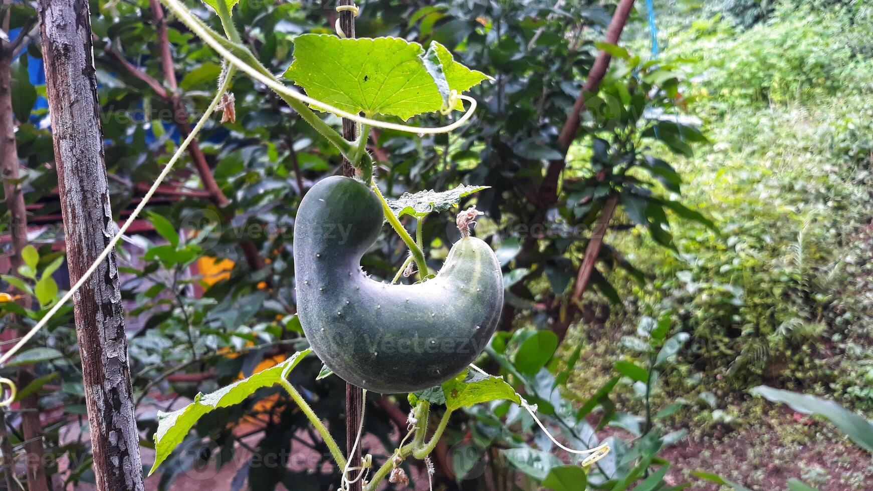 A cucumber growing on a vine photo