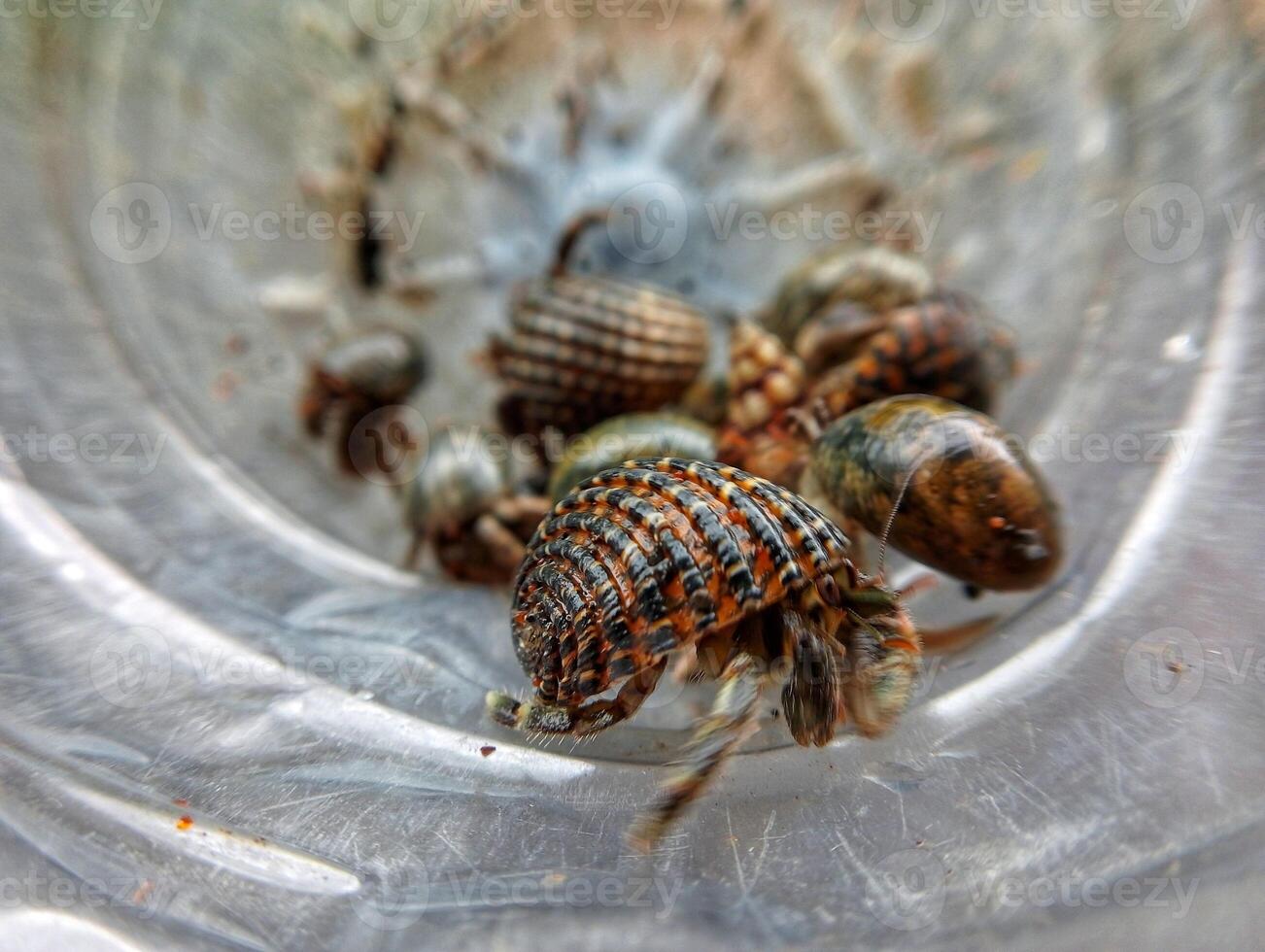 A group of small crabs in a plastic container photo