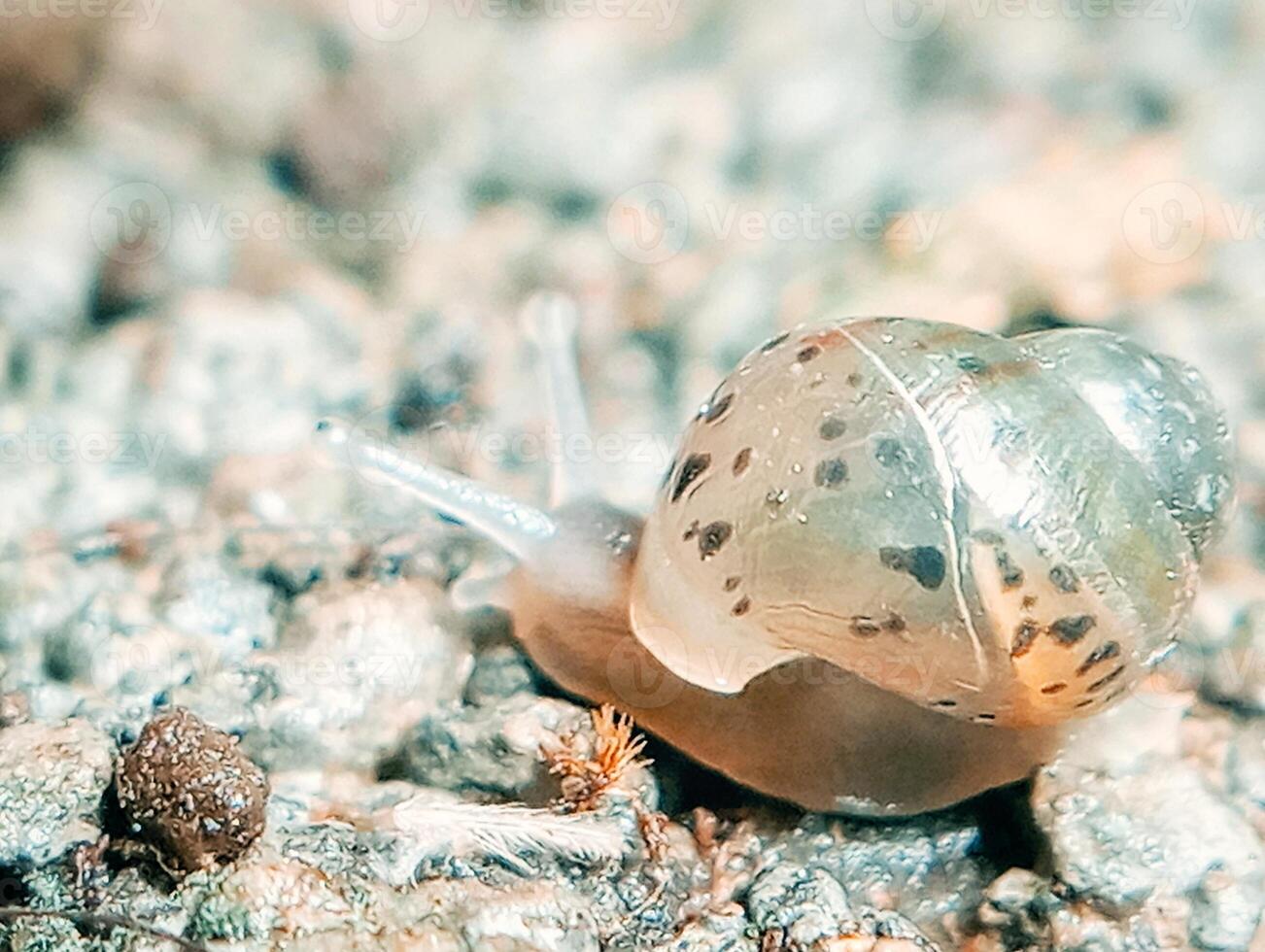 A snail crawling on the ground with some rocks photo