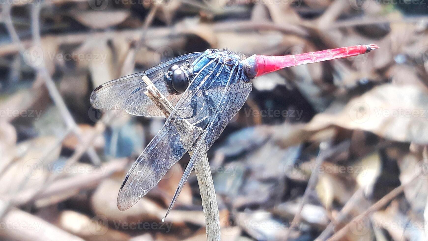 A dragonfly with red and blue wings sitting on a branch photo