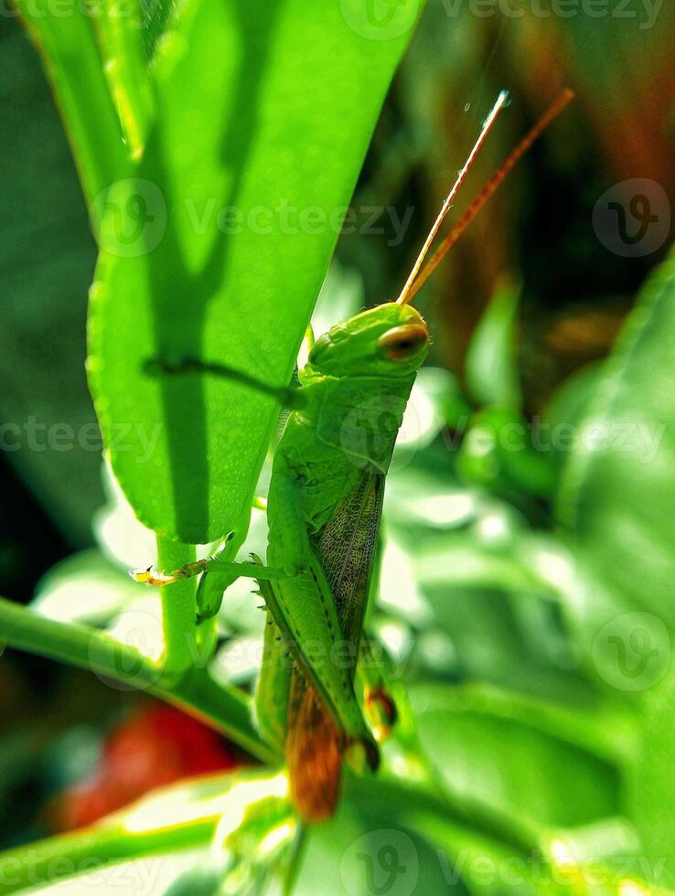 A grasshopper on a leaf photo