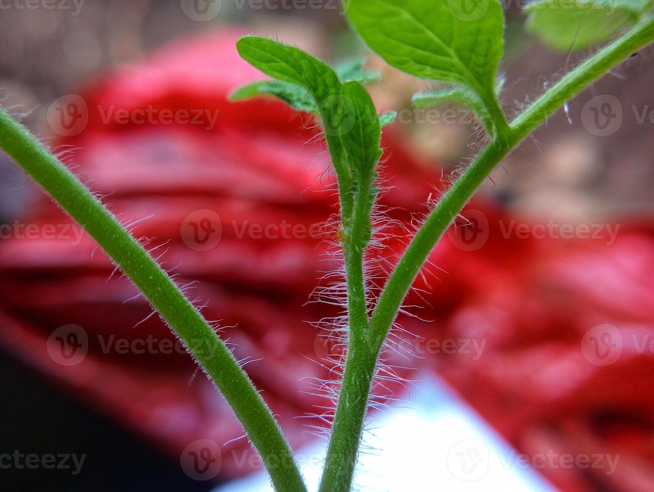 A close up of a plant with a leaf photo